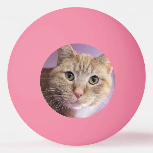 猫 卓球ボール (裏面)