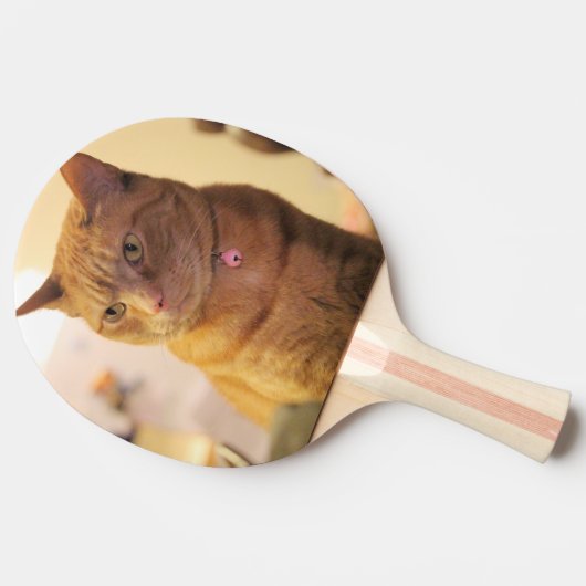 猫 卓球ラケット (横)