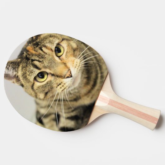 猫 卓球ラケット (横)