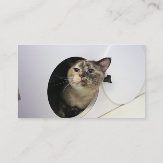 猫 名刺 (裏面)