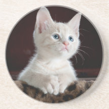 猫、女の子、贈り物 