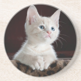 猫、女の子、贈り物  コースター