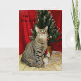 猫，子猫，クリスマス，救助，写真 シーズンカード