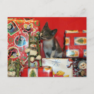 猫,子猫,クリスマス,救助,写真 シーズンポストカード