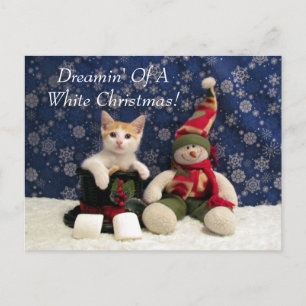 猫,子猫,クリスマス,救助,写真 シーズンポストカード