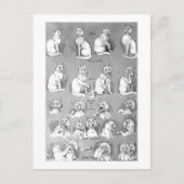 猫, 求婚と結婚, 花嫁, ルイス・ウェイン ポストカード (正面)