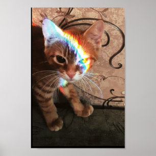 猫,猫,おもしろい,かわいい,子猫,子猫,黒猫 ポスター