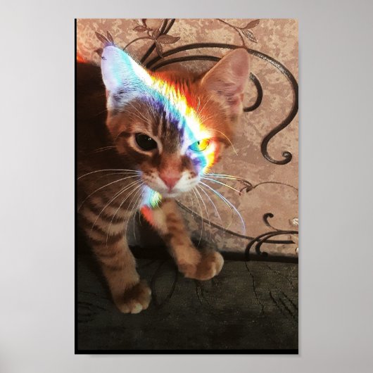 猫，猫，おもしろい，かわいい，子猫，子猫，黒猫 ポスター (正面)