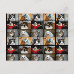 猫 猫 猫 ポストカード