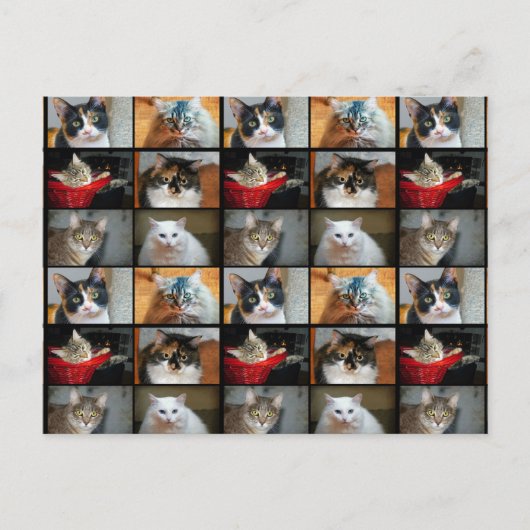 猫 猫 猫 ポストカード (正面)