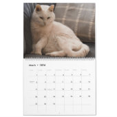 猫・猫・猫・猫・猫2023年カレンダー カレンダー (3月 2026)