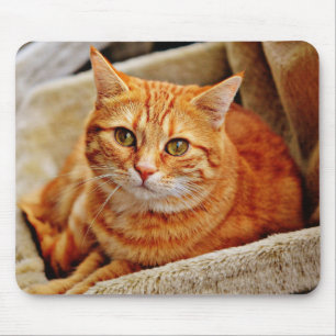 猫，虎猫,自然 マウスパッド