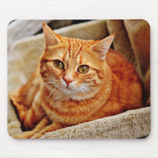 猫，虎猫,自然 マウスパッド (正面)