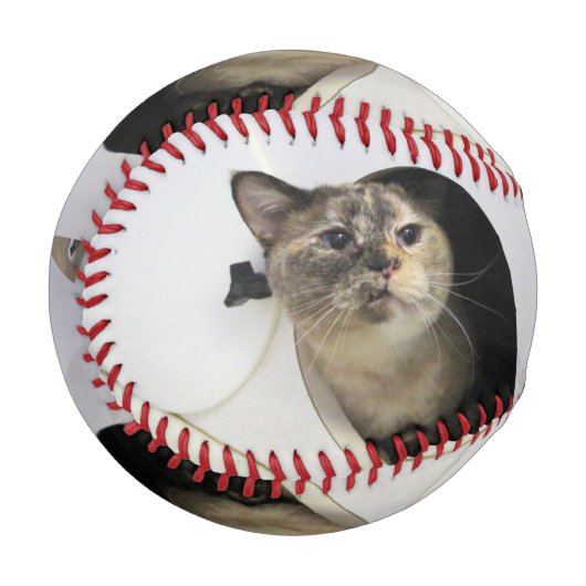 猫 野球ボール (正面左)