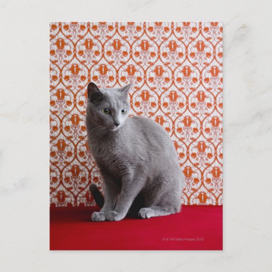 猫（青）ロシアのと壁紙の背景 ポストカード (正面)