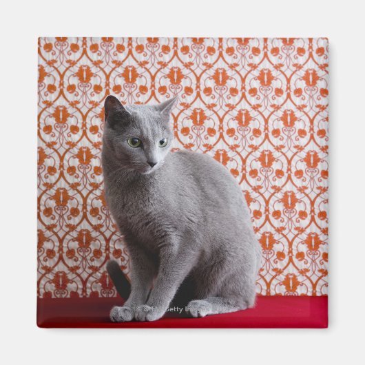 猫(青)ロシアのと壁紙の背景 マグネット (正面)