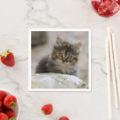 猫，飼い猫，動物 スタンダードカクテルナプキン (インサイチュ)