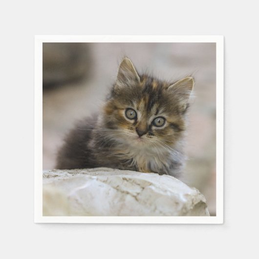 猫，飼い猫，動物 スタンダードカクテルナプキン (正面)