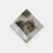 猫，飼い猫，動物 スタンダードカクテルナプキン (角)