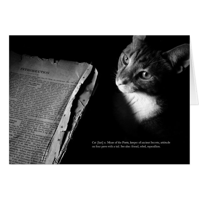 猫[kat] (正面横)