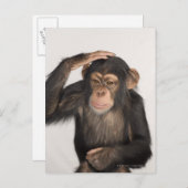 猿が頭を掻いている ポストカード (正面/裏面)