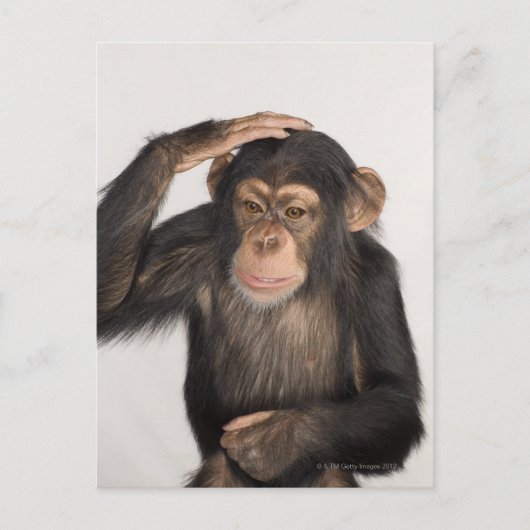 猿が頭を掻いている ポストカード (正面)