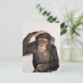 猿が頭を掻いている ポストカード (スタンド正面)