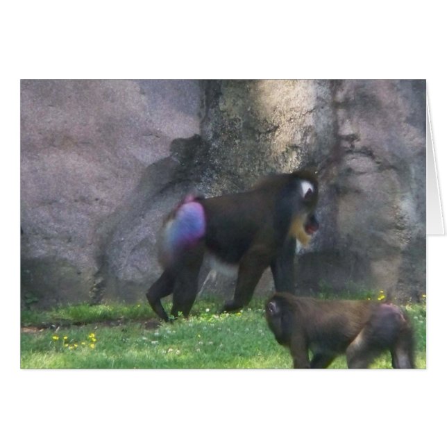 猿のお尻 (正面横)