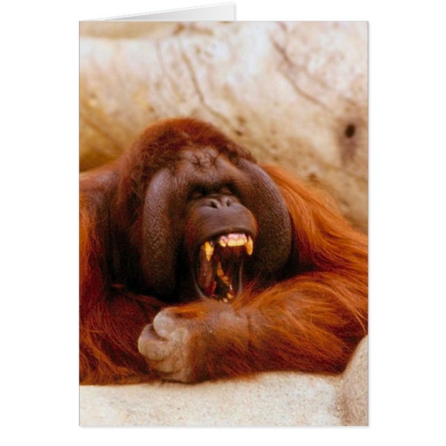 猿の叫ぶこと (正面)