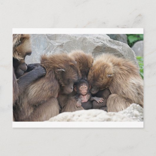 猿人 ポストカード (正面)