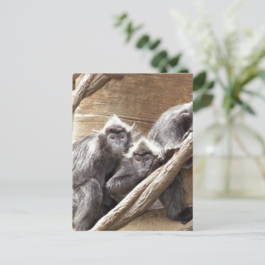 猿 ポストカード (スタンド正面)