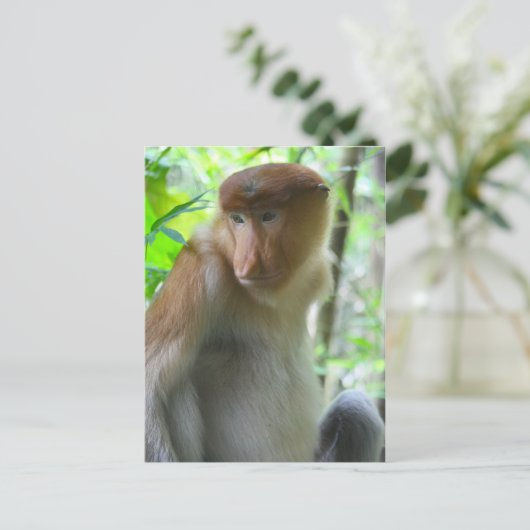 猿 ポストカード (スタンド正面)