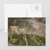 獅子が岩の上から覗き込む ポストカード (正面/裏面)