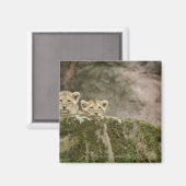 獅子が岩の上から覗き込む マグネット (正面/裏面)