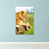 獅子が岩の上に横たわる キャンバスプリント (インサイチュ (ウッドフロア))