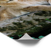 獅子が岩の上に横たわる ポスター (角)