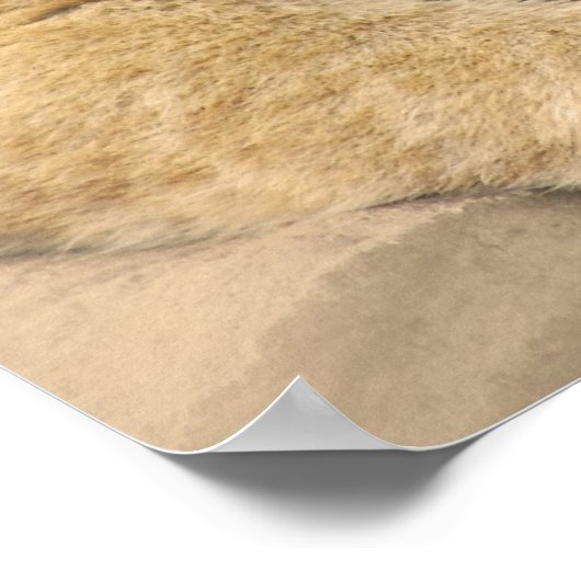 獅子の最高の友 ポスター (角)