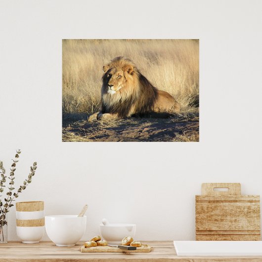 獅子の雄ポスター ポスター (キッチン)