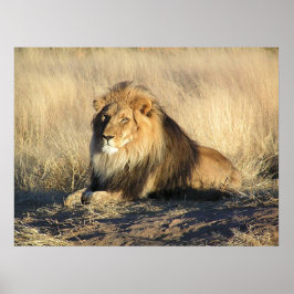 獅子の雄ポスター ポスター