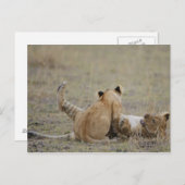 獅子は草の遊中で可愛がる ポストカード (正面/裏面)