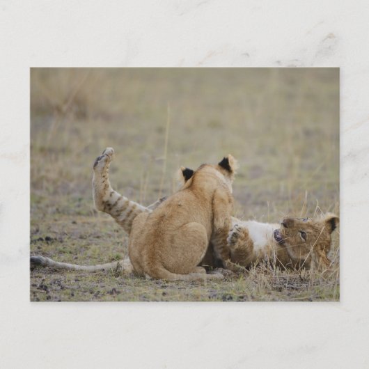 獅子は草の遊中で可愛がる ポストカード (正面)
