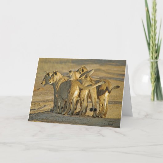 獅子子 カード (正面)