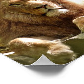 獅子撮影ポスター ポスター (角)