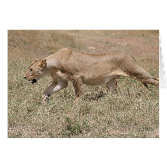 獅子茎 (正面横)