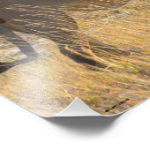 獅子雄 フォトプリント            (角)