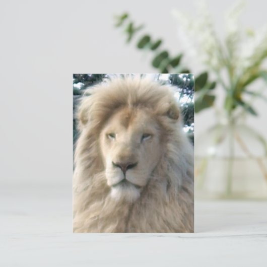 獅子頭はがき ポストカード (スタンド正面)