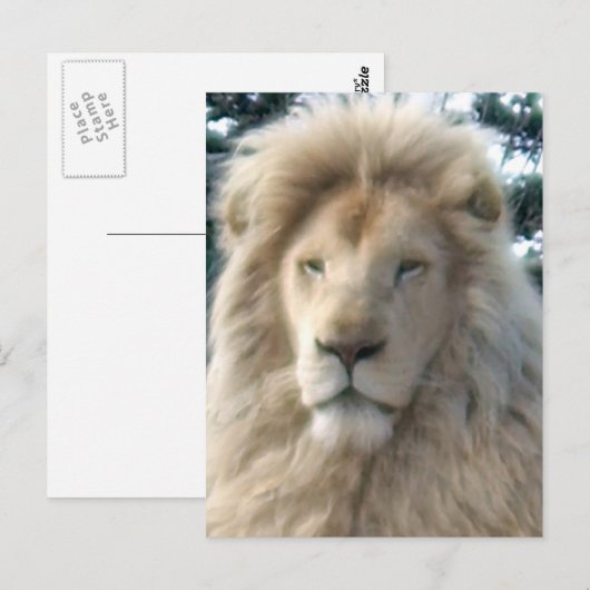獅子頭はがき ポストカード (正面/裏面)