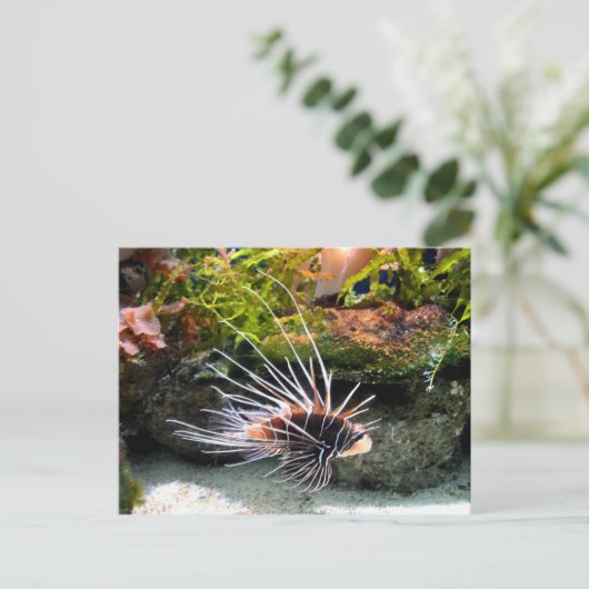 獅子魚動物 ポストカード (スタンド正面)