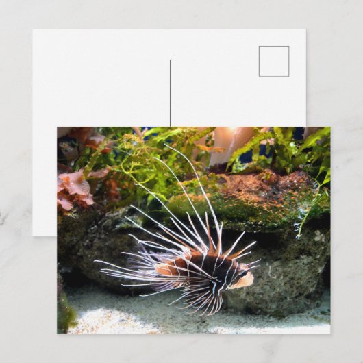 獅子魚動物 ポストカード (正面/裏面)