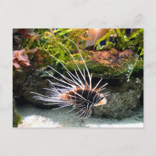 獅子魚動物 ポストカード